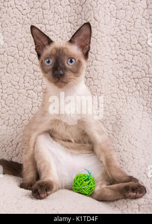 Siamese kitten in a comical pose, sitting back with a toy in front of him Stock Photo