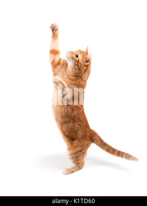 Ginger tabby cat reaching high up, on white background Stock Photo