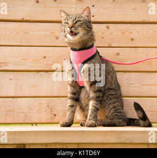 Brown tabby cat in a pink harness and leash, sitting on a wooden bench meowing Stock Photo