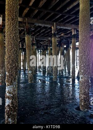 Low tide on Puget Sound in Washington state allows access underneath the ferry terminal, revealing a new vista. Stock Photo