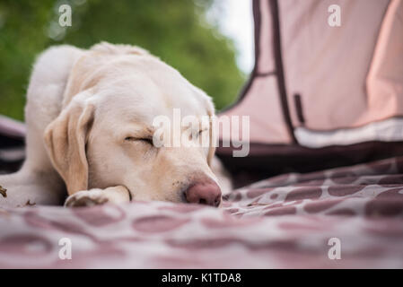 Purebreed Labrador retriever asleep inside the tent on a Summer's camping trip Stock Photo