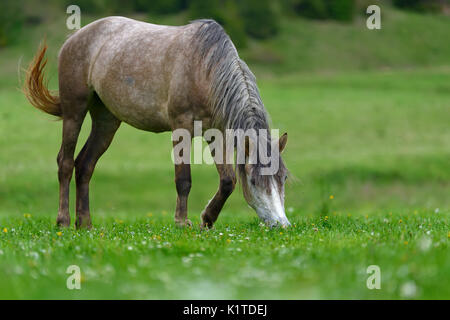 Gray horse on the pasture in spring time Stock Photo