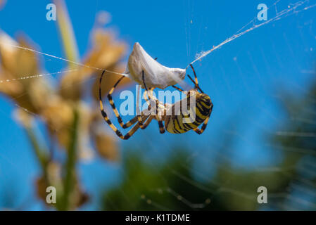 Colorful black and yellow wasp spider Argiope bruennichi wrapping a prey in silk on his web.