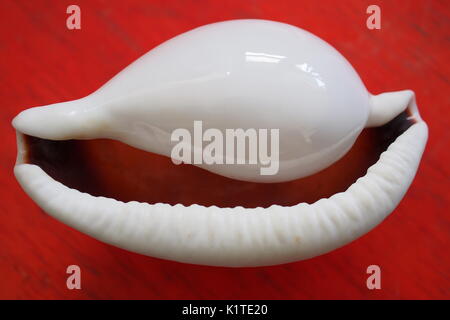 A common egg cowrie (Ovula ovum) on a red table. Bottom view, 85 cm long, live caught at Munda, New Georgia, Solomon Islands between 1970-75. Stock Photo