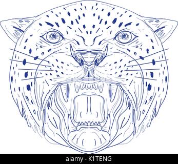 Illustration of an Angry Jaguar, panther, leopard, wildcat, big cat Head showing it's Fangs viewed from front done in hand drawn, sketch Drawing style Stock Vector