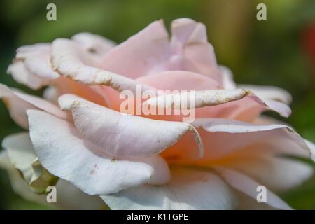 A beautiful flower at the New York Botanical Gardens. Stock Photo