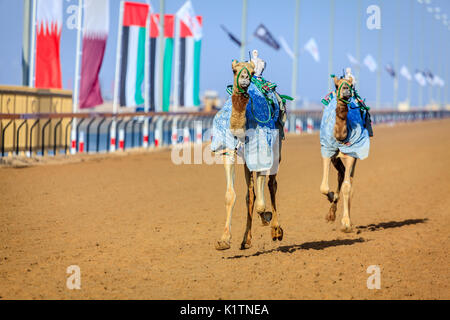 Camels with robot jokeys at racing practice near Dubai, UAE Stock Photo