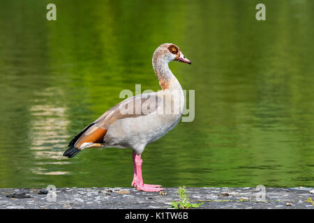 Egyptian goose (Alopochen aegyptiaca) standing on lake bank, native to Africa and the Nile Valley Stock Photo