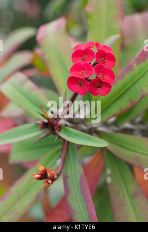 Red flowers of the Euphorbia milii var. splendens, common names Crown of thorns, Christ plant, Christ thorn Stock Photo