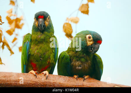 two twittering green maracana parrots sitting side by side in front of withered brown leaves Stock Photo