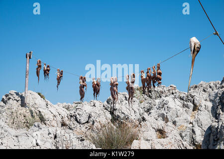 Octopuses hanging outside a restaurant in Charaki, Rhodes, Greece, Europe Stock Photo
