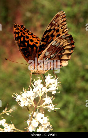 Great spangled Frittilary butterfly feeding on nectar Stock Photo