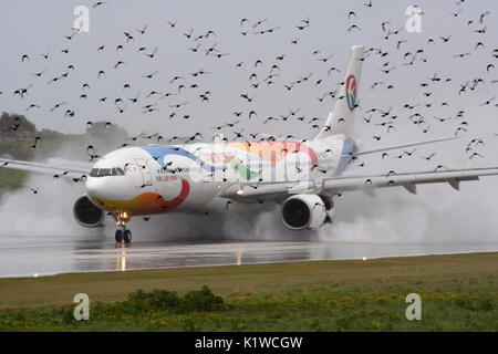 China Eastern Airlines Airbus A330-300 jet plane landing in the rain with a flock of birds flying over the runway. Potential hazards of air travel Stock Photo