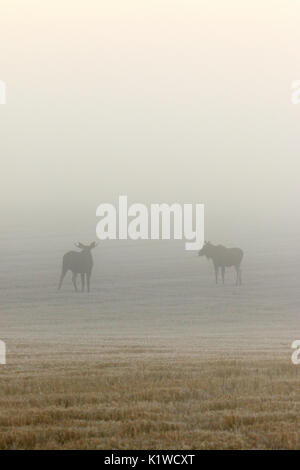 Two bull moose in the fog on a field Stock Photo
