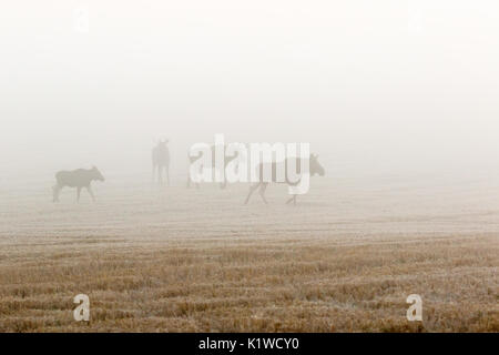 Moose cow with calf and two bulls in the fog on a field in the rutting period Stock Photo