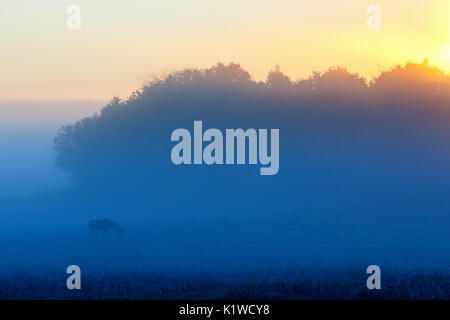 Moose on a meadow in the light of a foggy dawn Stock Photo