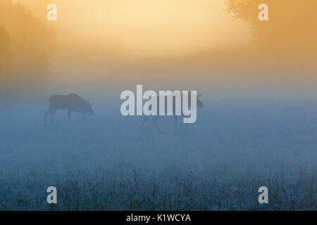 Bull moose on a meadow in a foggy dawn light Stock Photo