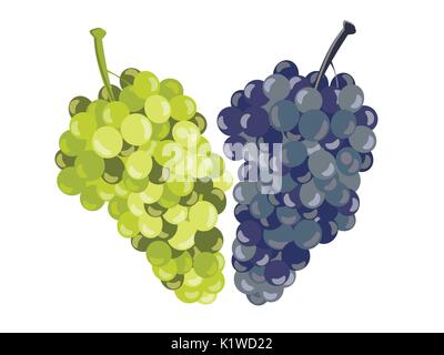 Realistic grapes isolated on white background. Vector illustration. Stock Vector