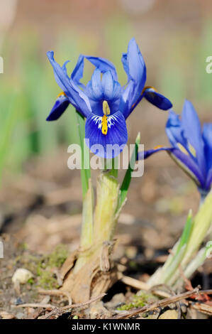 Reticulated Iris / (Iris reticulata, Iridodictyum reticulatum, Iris hyrcana) | Netzblatt-Schwertlilie / (Iris reticulata, Iridodictyum reticulatum, Ir Stock Photo