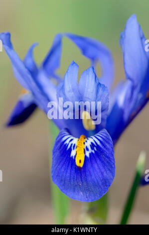 Reticulated Iris / (Iris reticulata, Iridodictyum reticulatum, Iris hyrcana) | Netzblatt-Schwertlilie / (Iris reticulata, Iridodictyum reticulatum, Ir Stock Photo