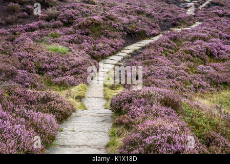 Paved path through flowering heather on Kinder Scout, Edale, Derbyshire, England. Stock Photo