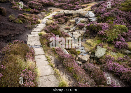 Paved path through flowering heather on Kinder Scout, Edale, Derbyshire, England. Stock Photo