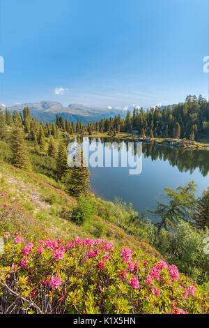 Europe, Italy, Trentino, Trento, Lagorai chain, the Colbricon lakes in summer with rhododendron flowering and mountain reflected on the water Stock Photo