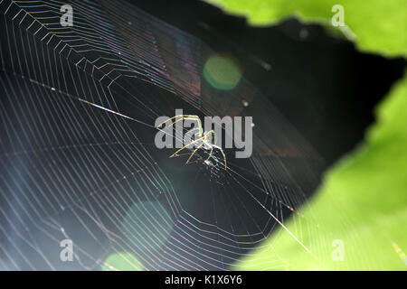 Spider in the center of his perfect web Stock Photo