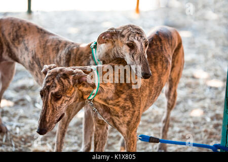 The Greyhound is a breed of dog native of Spain, so it is also known as Spanish galgo. Stock Photo