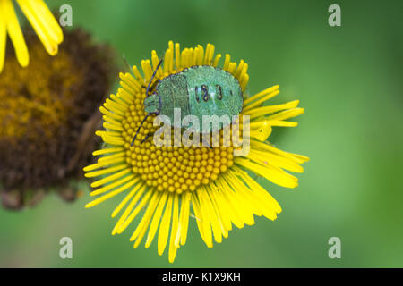 Common green shieldbug 3rd instar nymph (Palomena prasina) on a yellow common fleabane (Pulicaria dysenterica) flower, UK Stock Photo