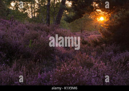 Sun setting over purple heather at Witley Common in Surrey, UK, in late summer Stock Photo
