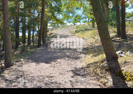 Hiking trail toward to the lookout of Sierra Alta summit (1.856 m), in the village of Bronchales (Province of Teruel - Spain). Scots pine forest. Stock Photo