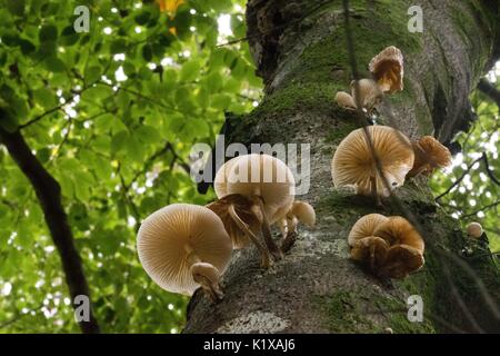 Cluster of porcelain fungi (Oudemansiella mucida) on the trunk of a beech tree in Hampshire, UK Stock Photo
