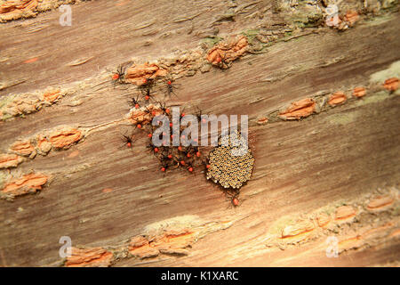 Wheel bug nymphs and eggs on a tree trunk in Virginia, USA Stock Photo
