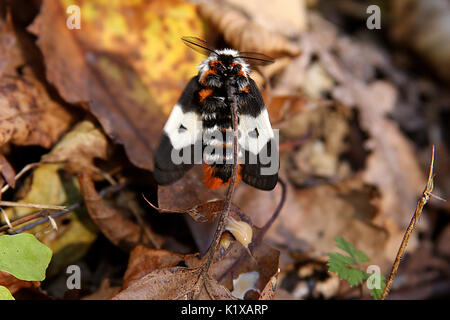 Colorful furry moth in Virginia Stock Photo - Alamy
