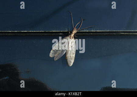 Male dobsonfly Stock Photo