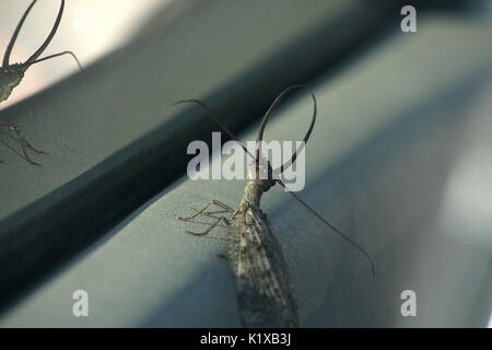 Male dobsonfly Stock Photo