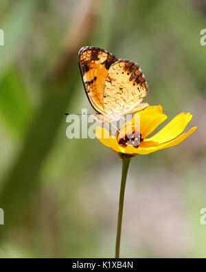 Phaon Crescent Butterfly Pollinating Coreopsis Stock Photo