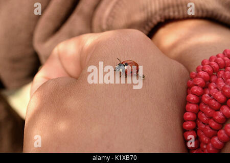Ladybug walking on hand Stock Photo