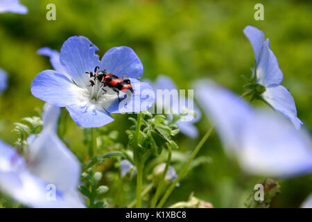 European checkered beetle Stock Photo