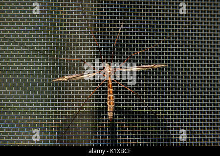 Crane fly on window screen Stock Photo