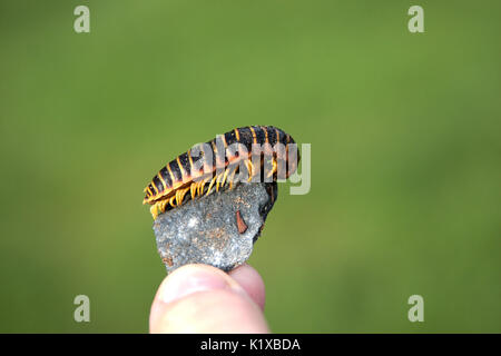 Flat backed millipede on small rock Stock Photo