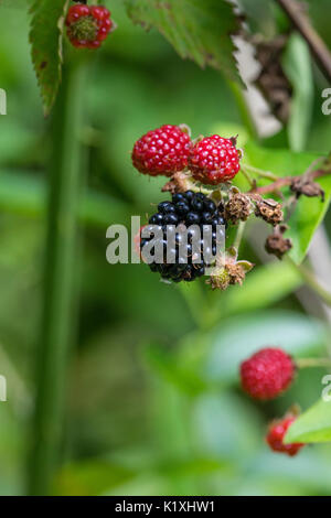 Blackberries ripening on the vine in a field Stock Photo