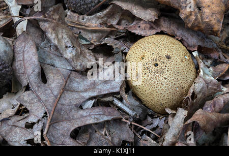 Decaying leaves, acorns and mushroom on forest floor Stock Photo