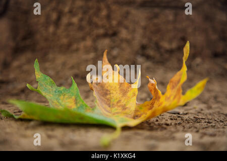 Maple leaf on the ground at autumn Stock Photo