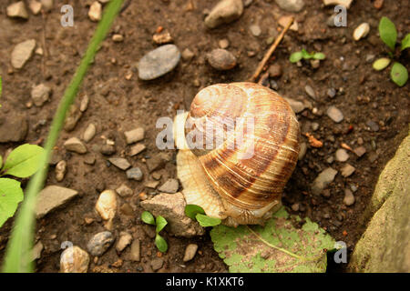 Large garden snail in Europe Stock Photo