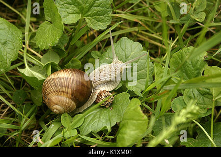 Large garden snail in Europe Stock Photo