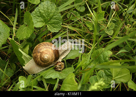 Large garden snail in Europe Stock Photo