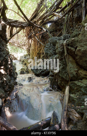 Andersons Dale Trail, Christmas Island, Australia Stock Photo