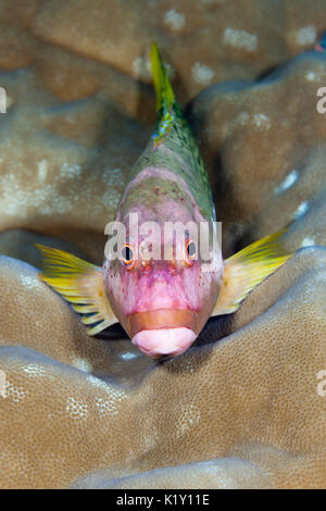 Halfspotted Hawkfish, Paracirrhites hemistictus, Christmas Island, Australia Stock Photo